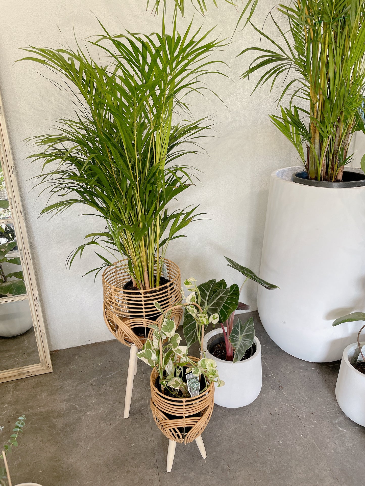 Bundle🪴bushy golden cane palm+alocasia pink dragon+epipremnum snow queen variegated climbing plants
