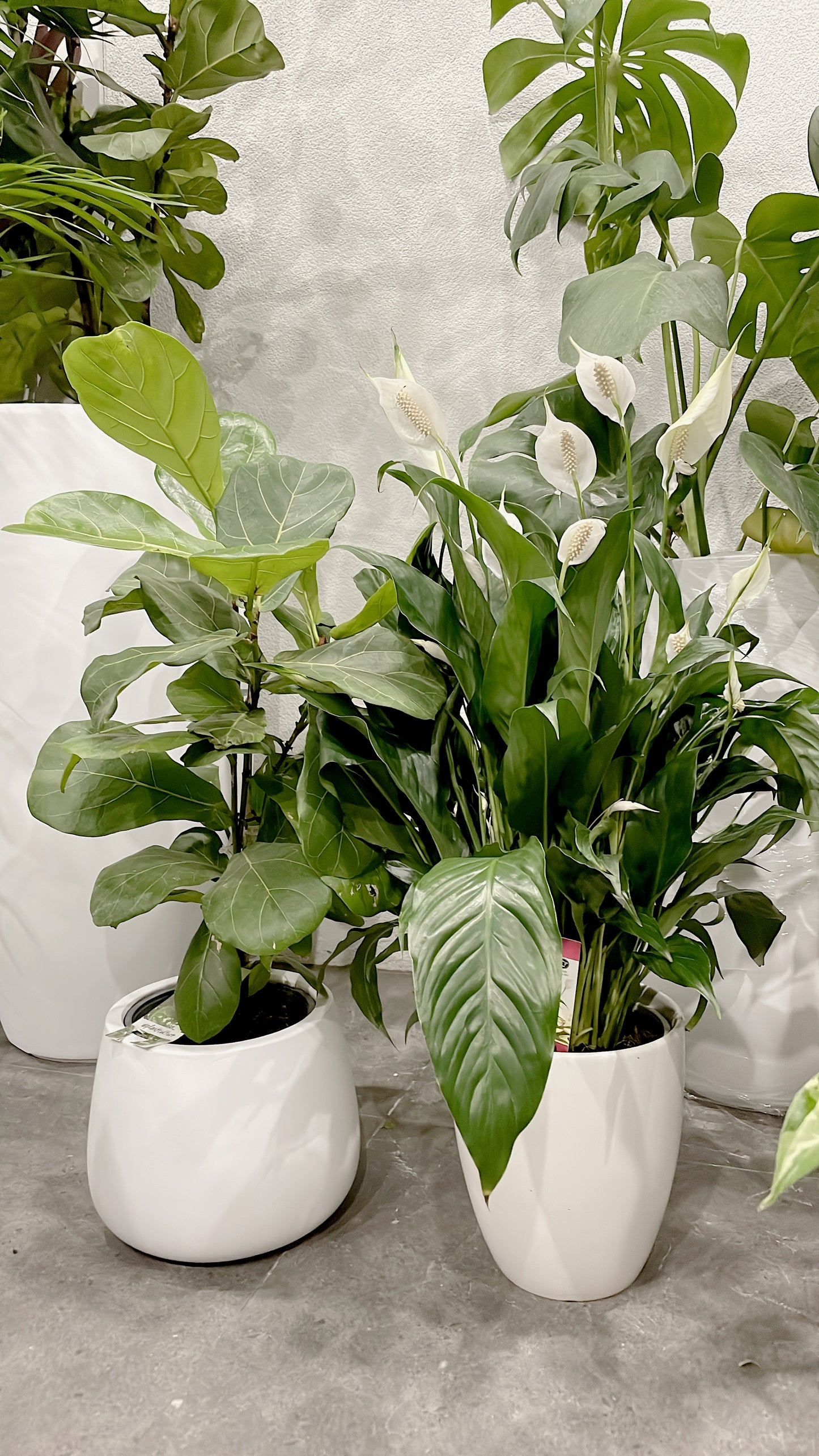 Bundle🪴80cm tall ficus fiddle leaf+bushy flowering peace lily with white ceramic pots can deliver