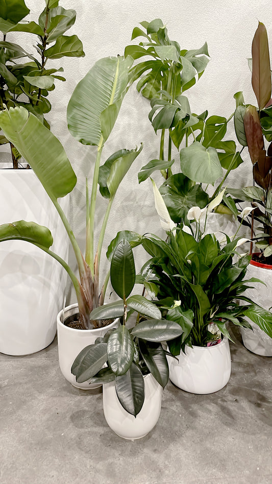 Bundle🪴birds of paradise strelitzia+bushy flowering peace lily+small ficus black rubber plant+pots