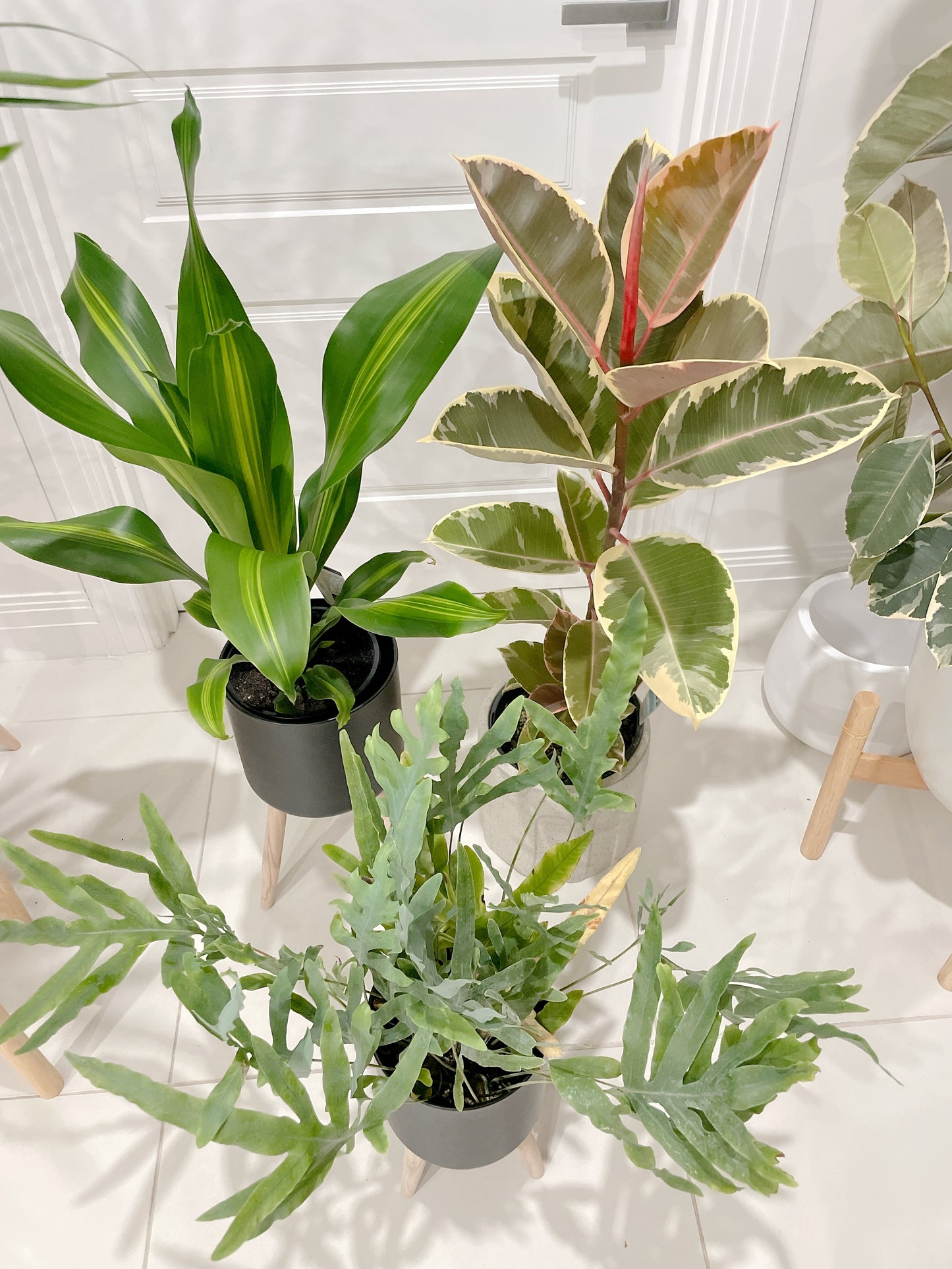 Bundle🪴ficus tineker variegated rubber tree happy plant dracaena blue star fern +black metal pots