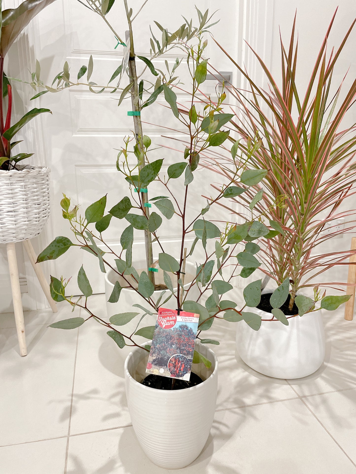 Bundle 🪴ficus tineker varigated rubber plant fiddle leaf lyrata happy plant dracaena with pots