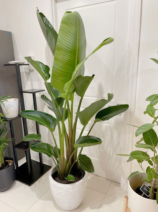 1.85m+ Giant birds of paradise (Strelitzia nicolai)double planted with decorative flower pattern pot