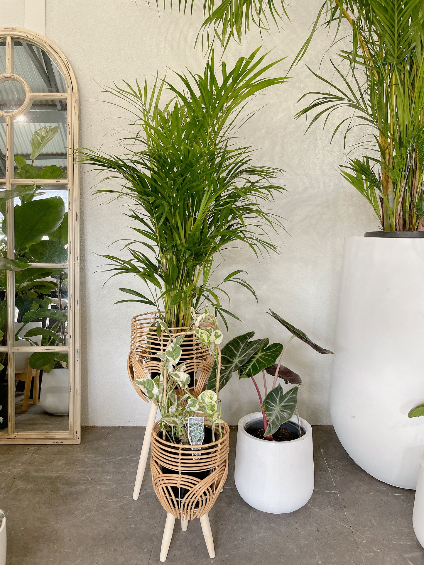 Bundle🪴bushy golden cane palm+alocasia pink dragon+epipremnum snow queen variegated climbing plants