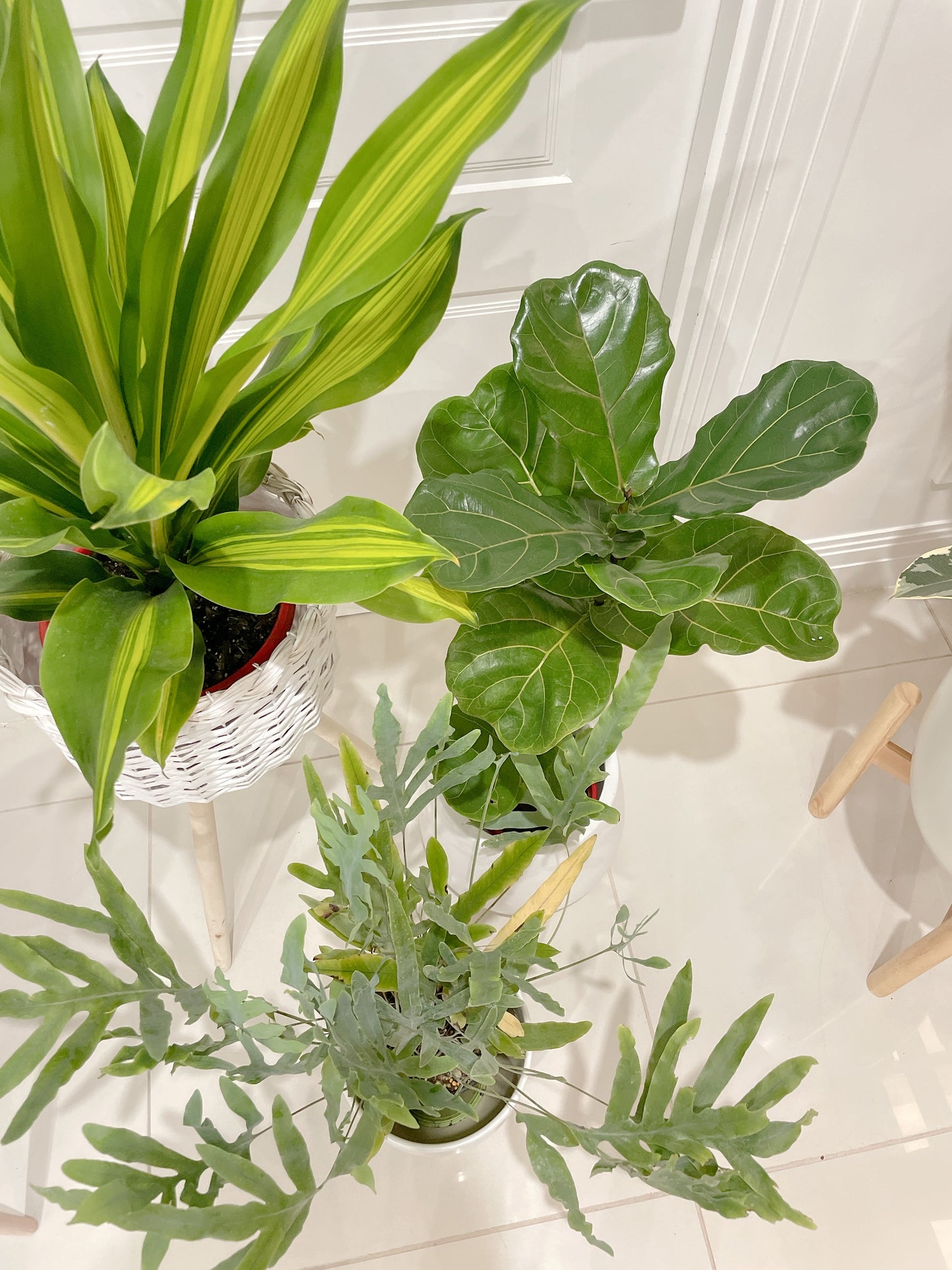 🪴bundle giant happy plant dracaena ficus fiddle leaf lyrata blue star fern easy care indoor +pots