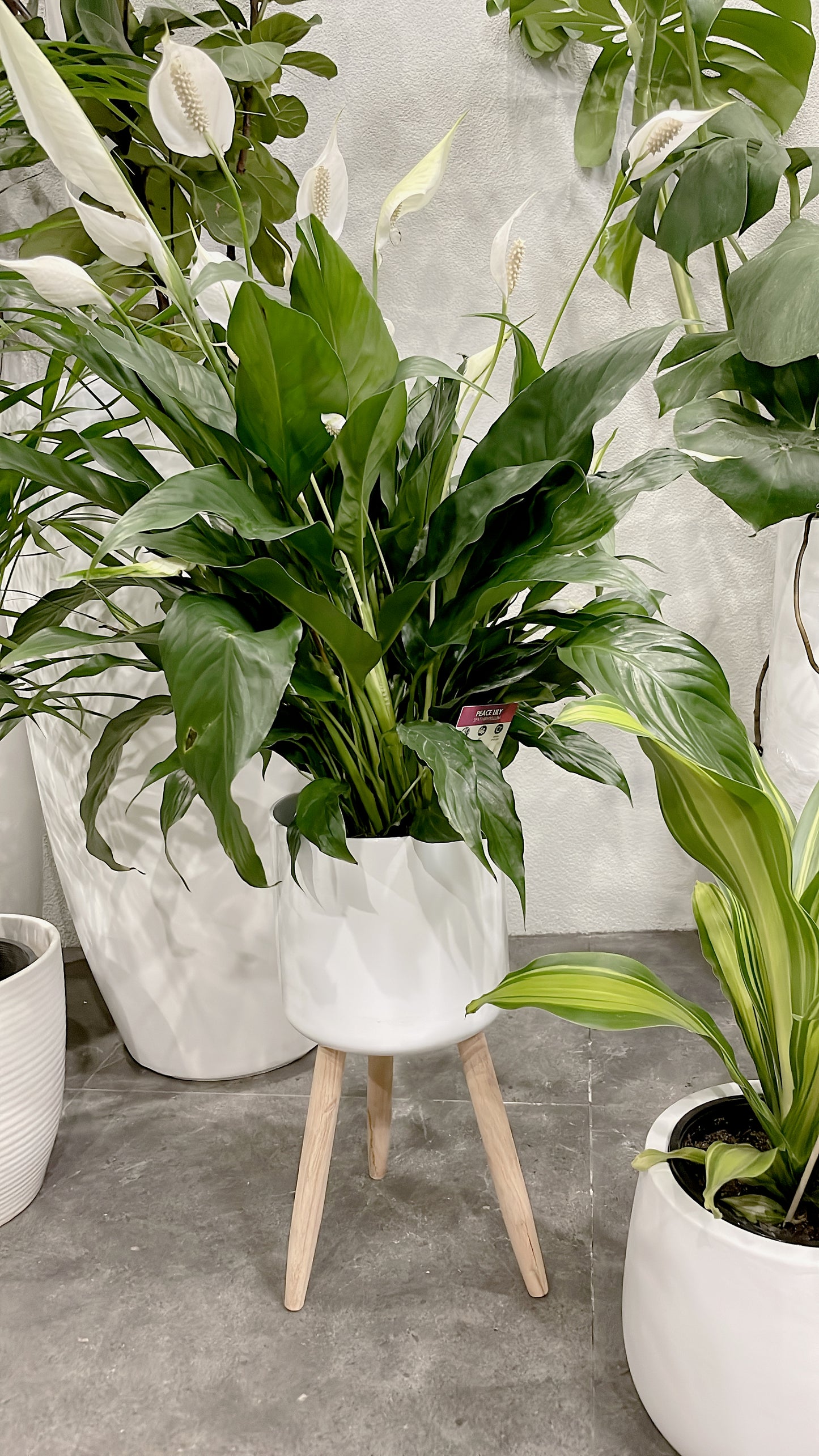 Bundle🪴bushy flowering peace lily+happy plant dracaena indoor plant with pot planter delivery available