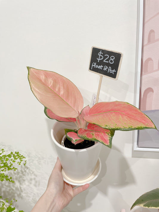 Aglaonema Red valentine pink leaf plant indoor foliage white ceramic pot saucer delivery available