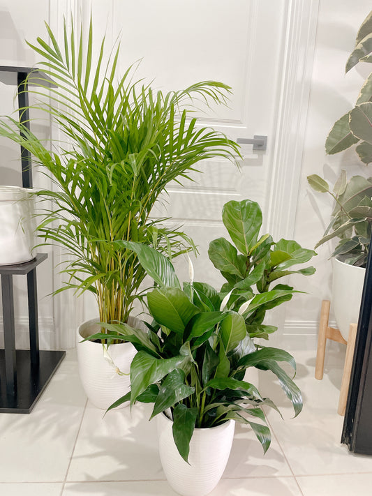 bundle🪴golden cane palm ficus fiddle leaf dwarf bambino flowering peace lily with ceramic pots