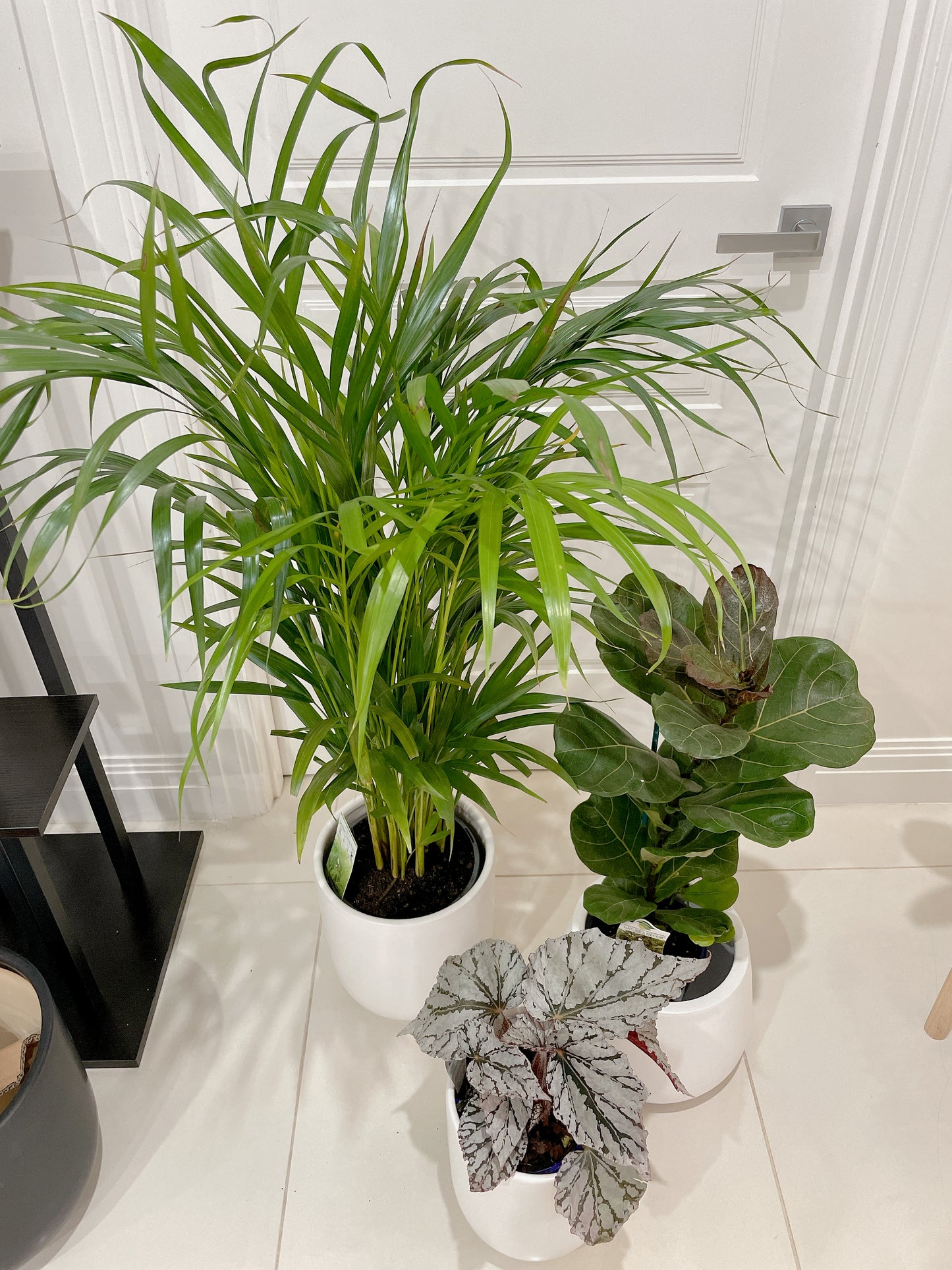 bundle🪴golden cane palm ficus fiddle leaf begonia red silver white+white ceramic pots