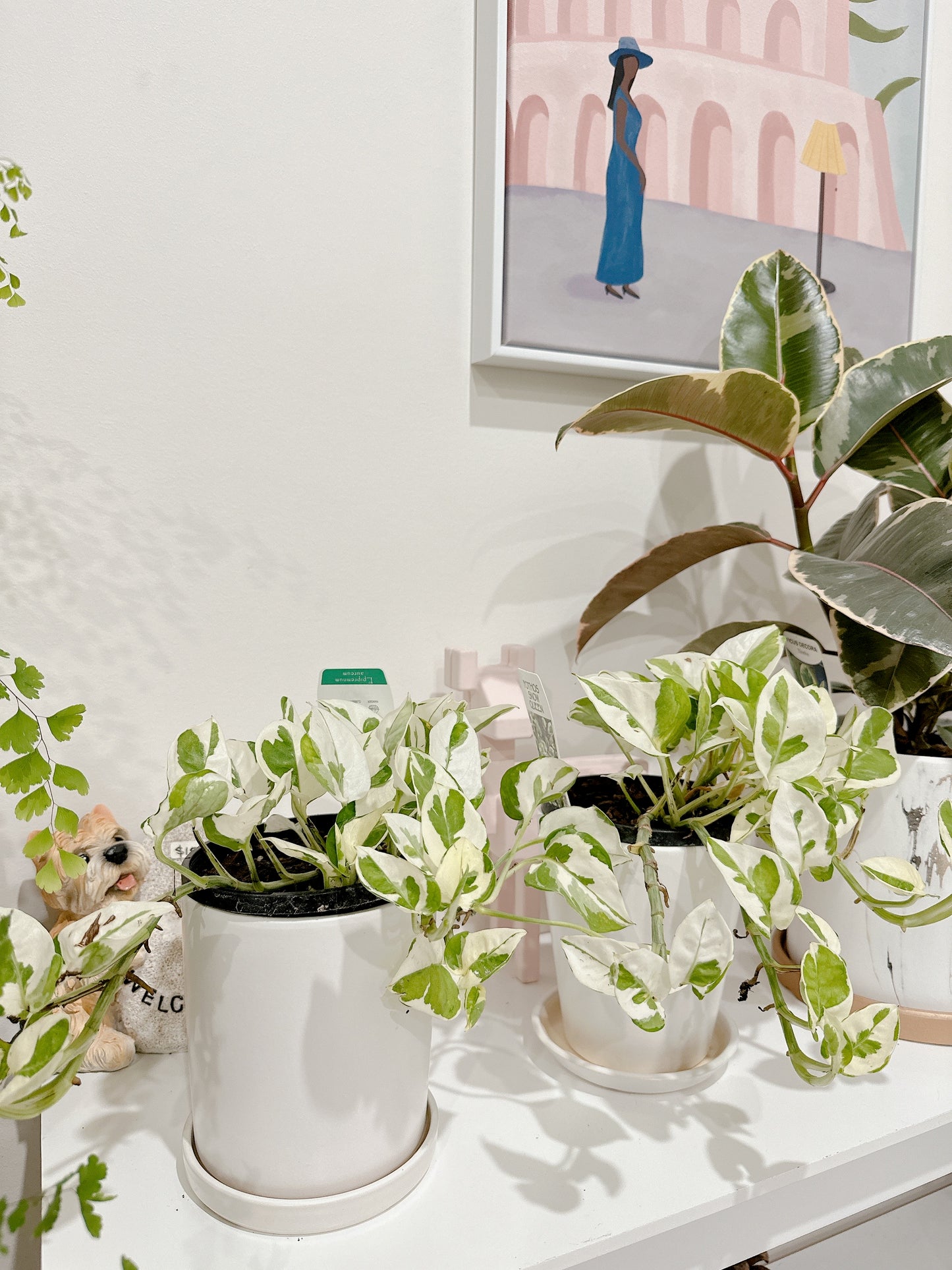 Snow queen indoor climbing plant variegated with small white ceramic pot delivery available