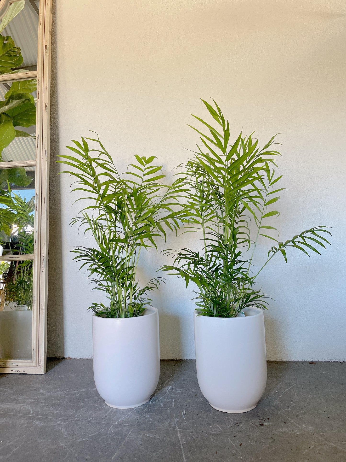 80cm tall parlour palm Chamaedorea indoor plant +20cm white ceramic pot delivery available