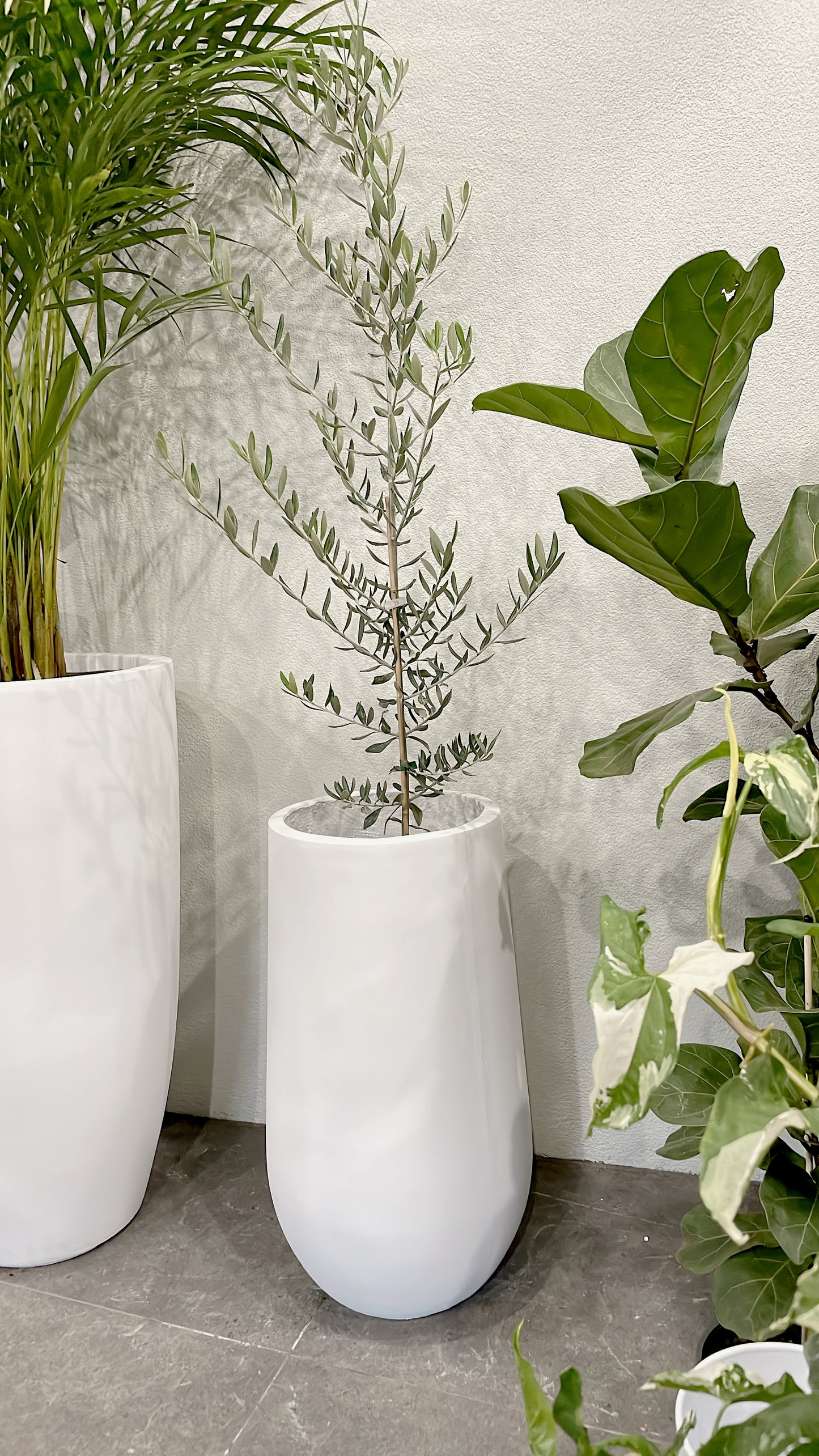 Silver olive tree ‘swan hill’ olea europaea indoor/outdoor plant with white fiberclay pot planter