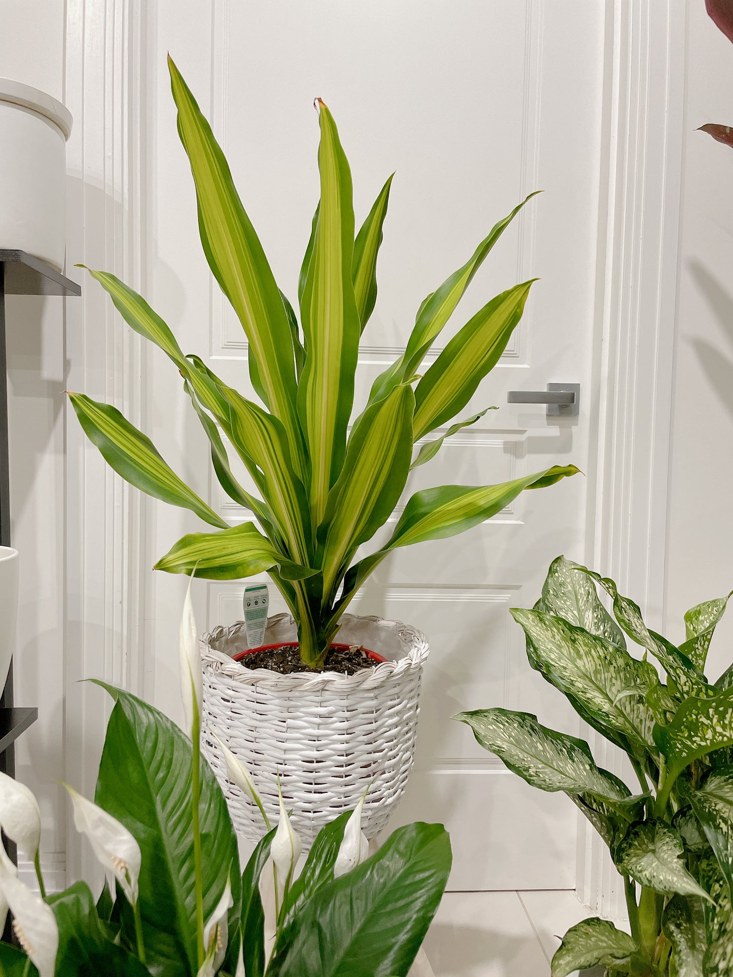 Bundle indoor 🪴 dracaena happy plant dieffenbachia snow storm flowering peace lily +planter pots
