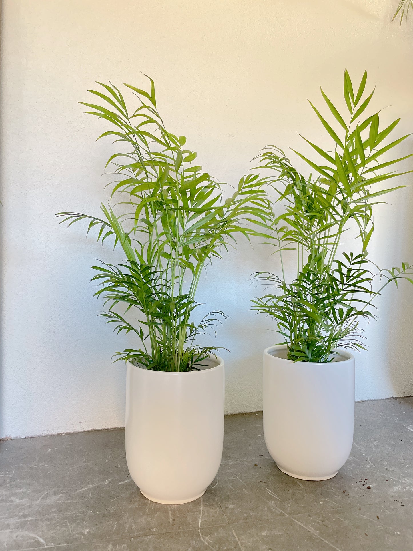 80cm tall parlour palm Chamaedorea indoor plant +20cm white ceramic pot delivery available
