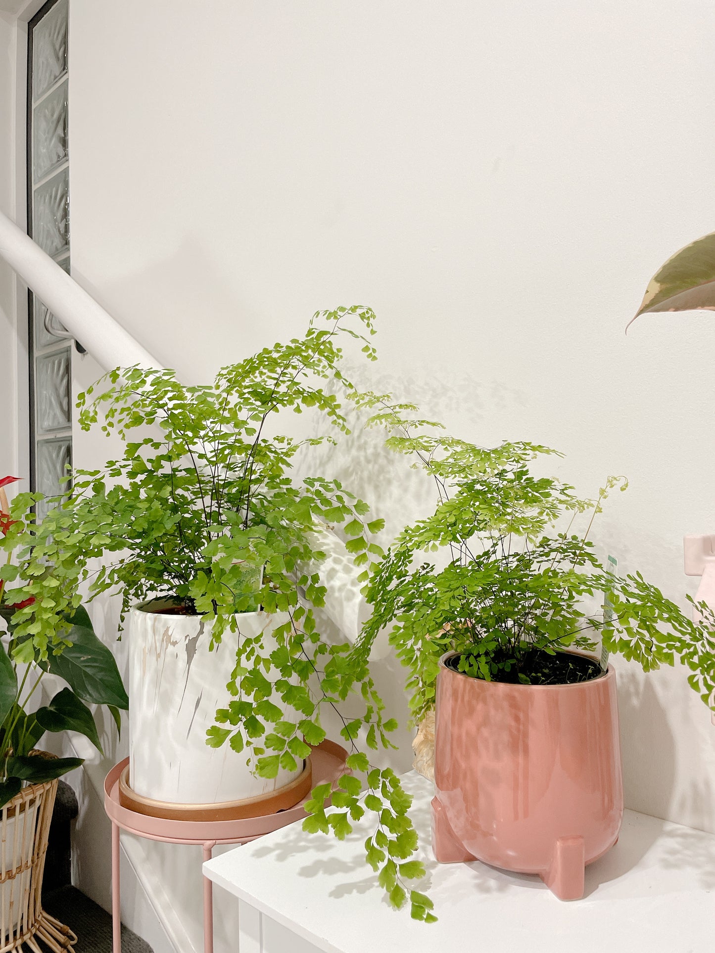 Maidenhair fern easy care indoor plant with white/grey decorative ceramic pot $25 each
