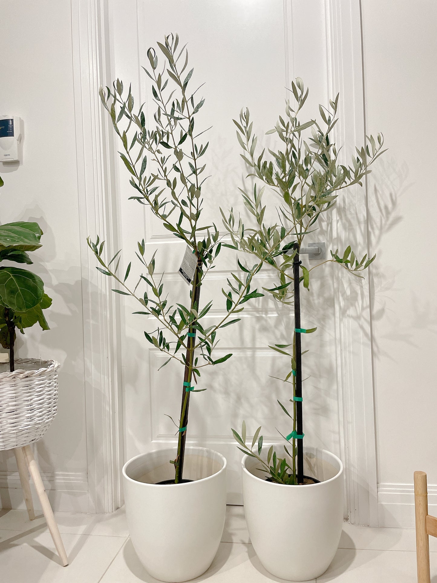 1.5m tall green mission olive tree real plant with 30cm white ceramic pot