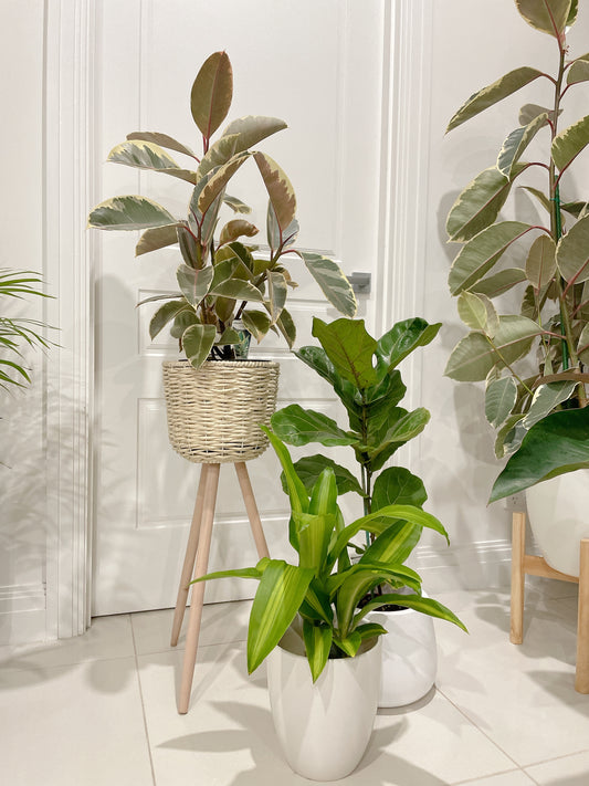 Bundle 🪴ficus tineker varigated rubber plant fiddle leaf lyrata happy plant dracaena with pots