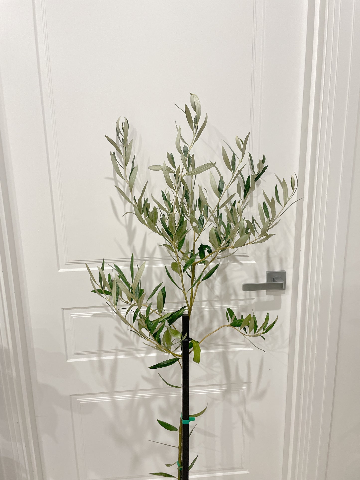 1.5m tall green mission olive tree real plant with 30cm white ceramic pot