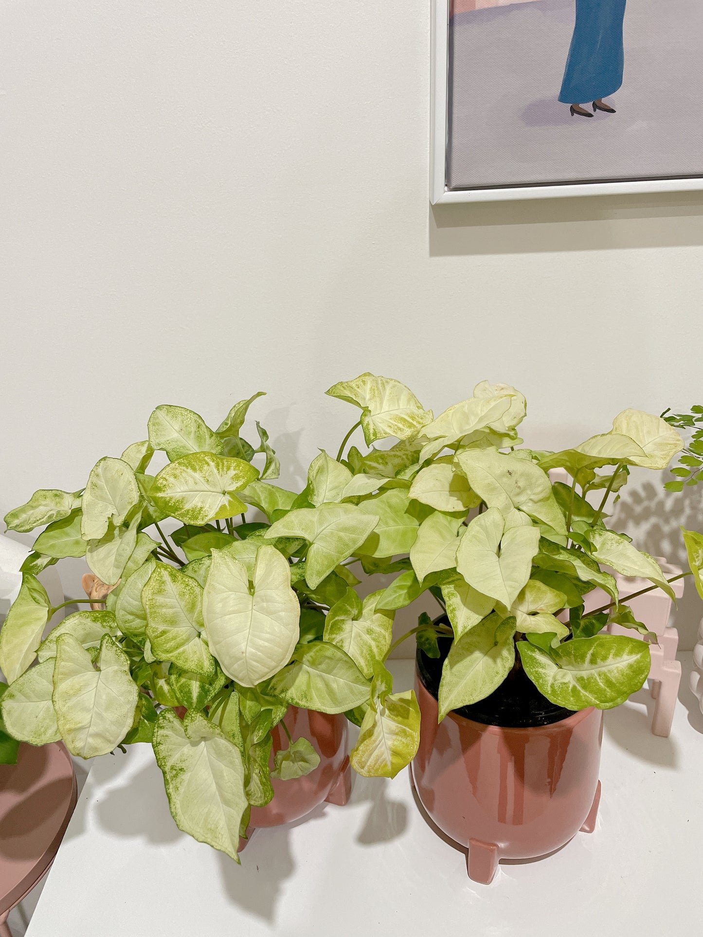 Syngonium illusion bushy plant easy care indoor foliage with pink ceramic decorative pot