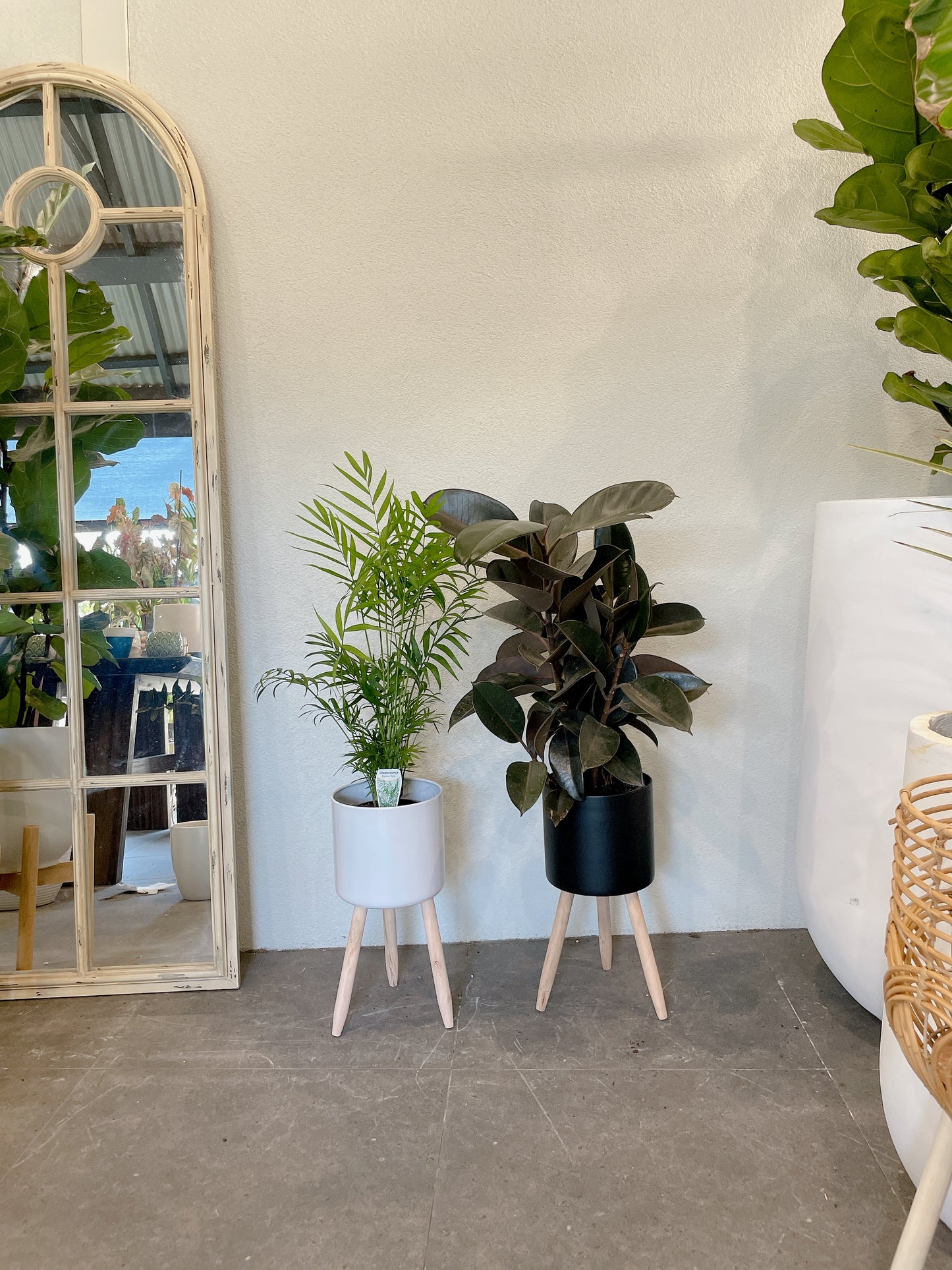 Bundle🪴easy care indoor plant parlour palm+ficus black rubber plant+ white/black metal pot planter