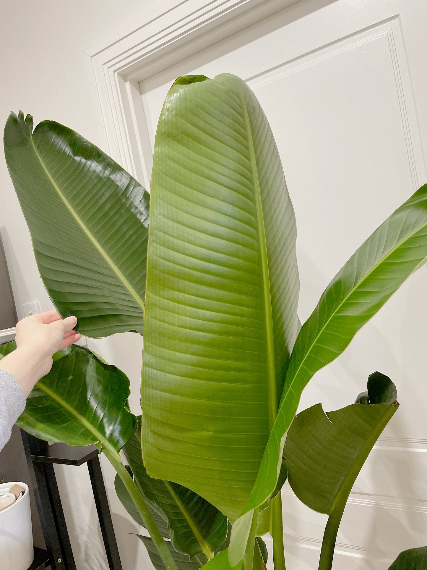 1.85m+ Giant birds of paradise (Strelitzia nicolai)double planted with decorative flower pattern pot