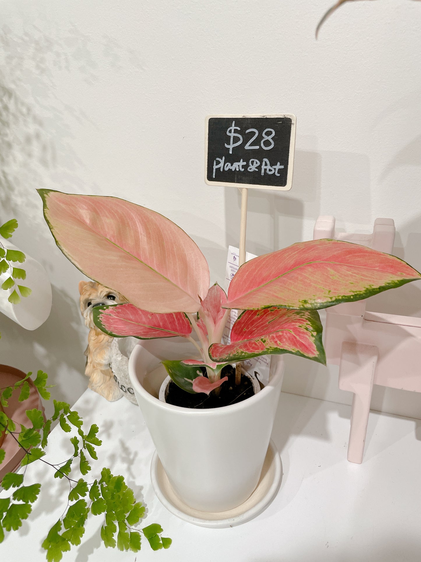 Aglaonema Red valentine pink leaf plant indoor foliage white ceramic pot saucer delivery available