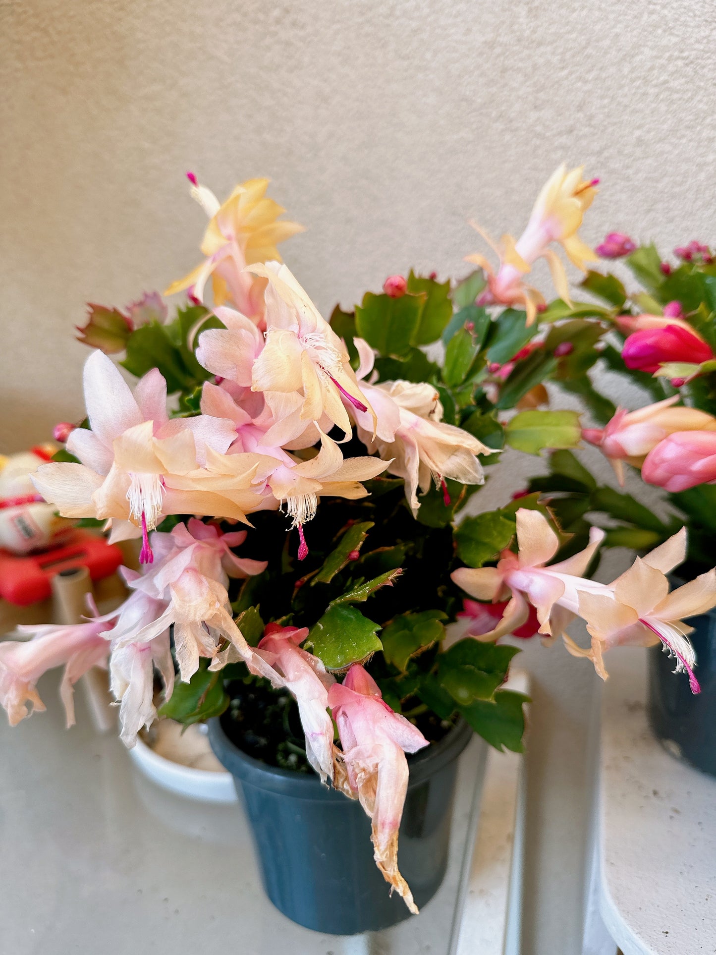 Flowering zygocatus Christmas flower assorted hanging plant Thor freya Caroline white price from $10