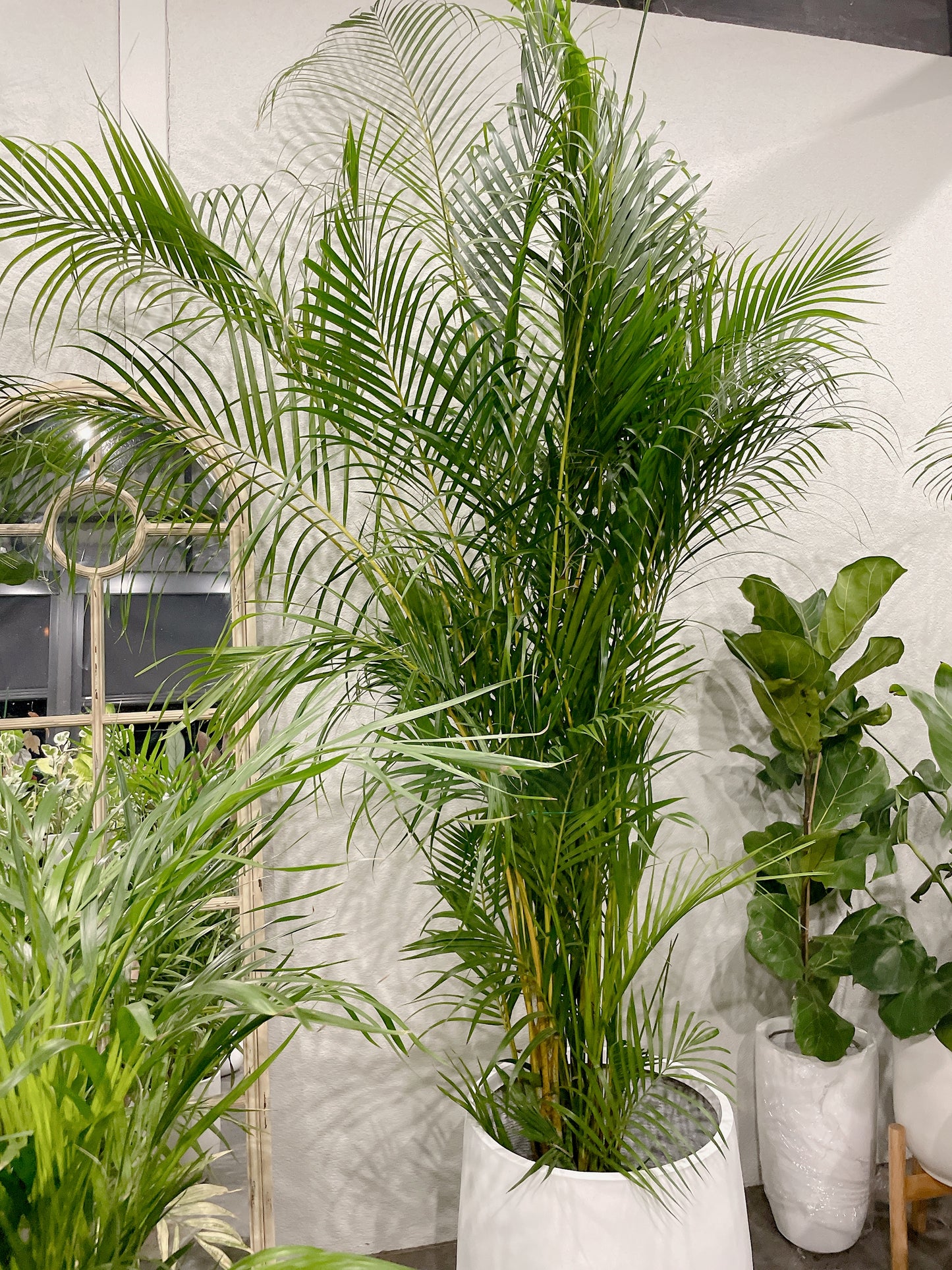 Huge 2.5m tall golden cane palm indoor plant with 45cm white lightweight fiberclay pot