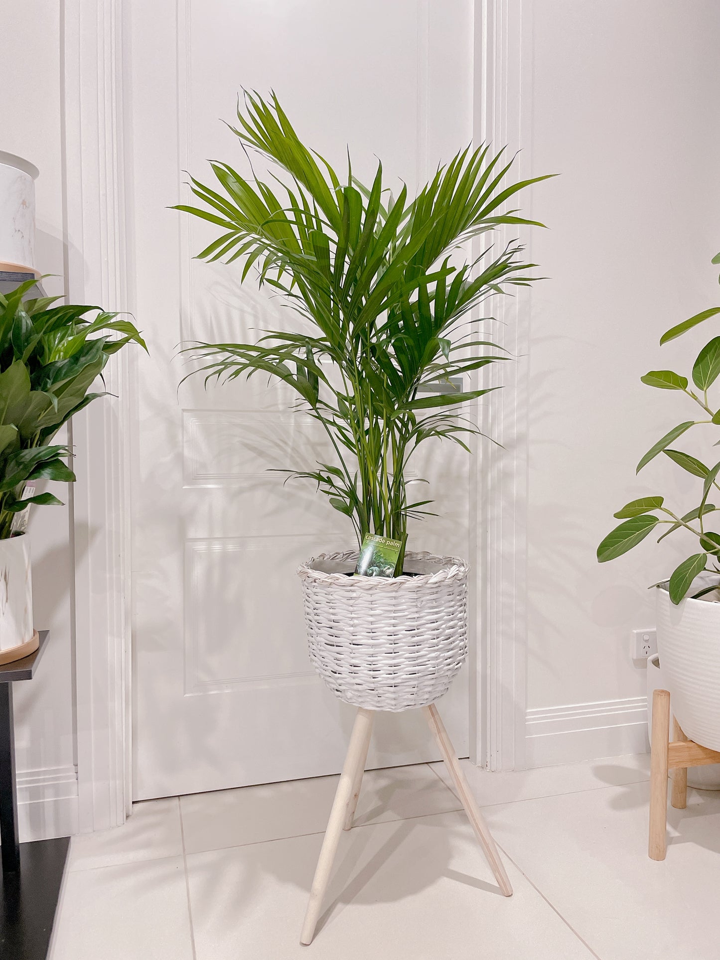 Cascade palm easy care real bushy plant indoor foliage+ white rattan planter tripod wooden legs