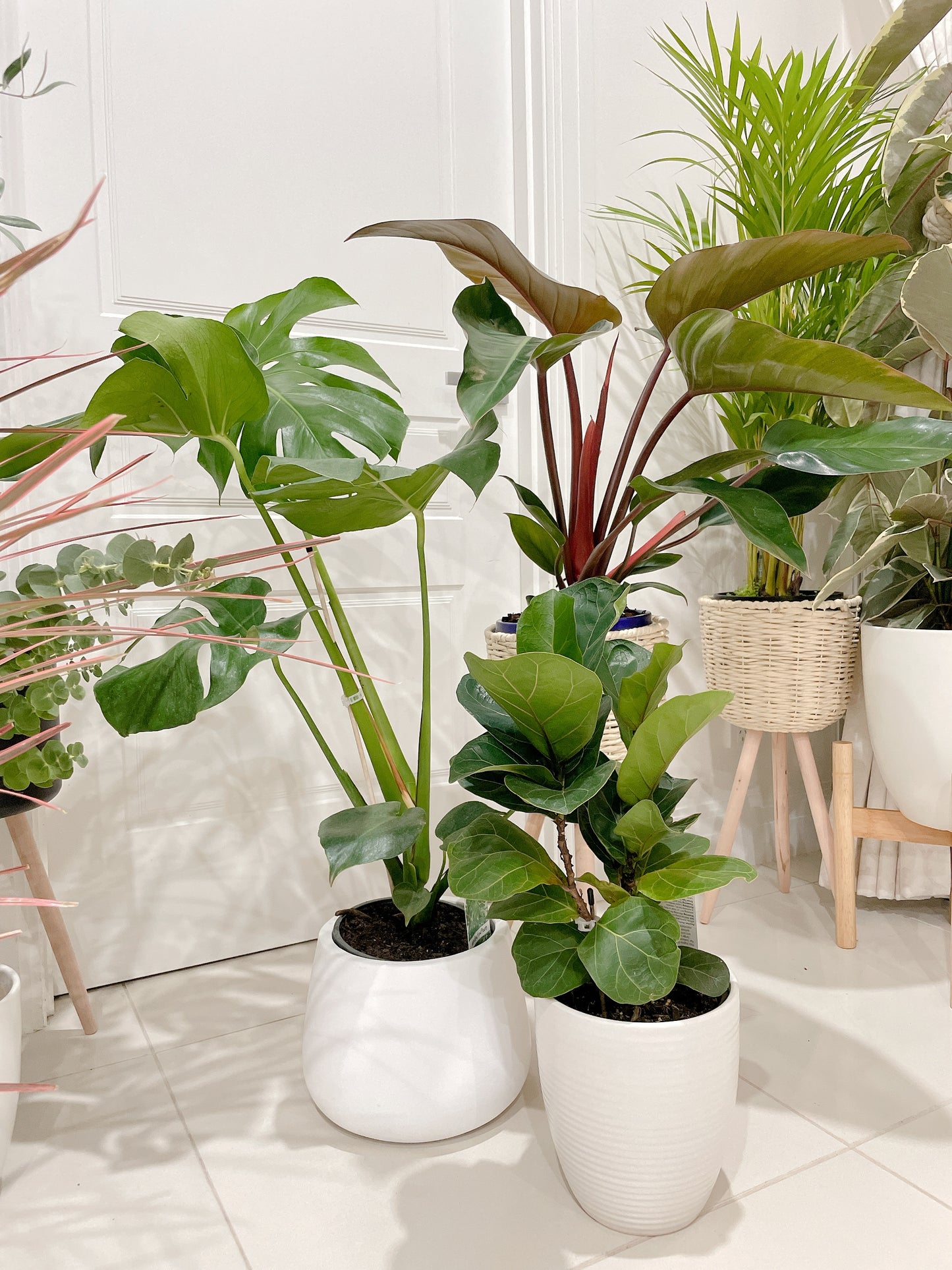 Bundle🪴philodendron rojo congo+monstera+ficus bambino fiddle leaf lyrata ceramic pot rattan planter