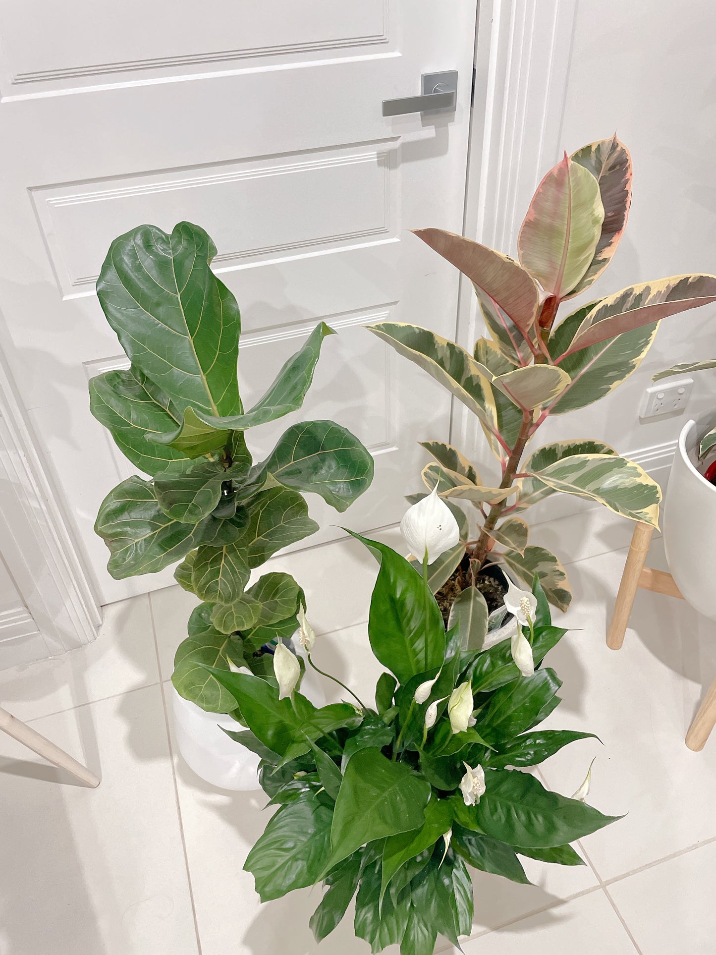 Bundle indoor plants ficus tineker varigated dwarf fiddle leaf bambino flowering peace lily with pot