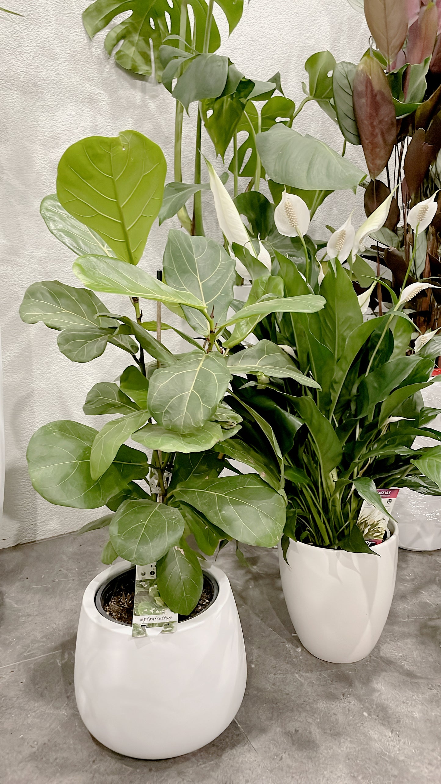 Bundle🪴80cm tall ficus fiddle leaf+bushy flowering peace lily with white ceramic pots can deliver