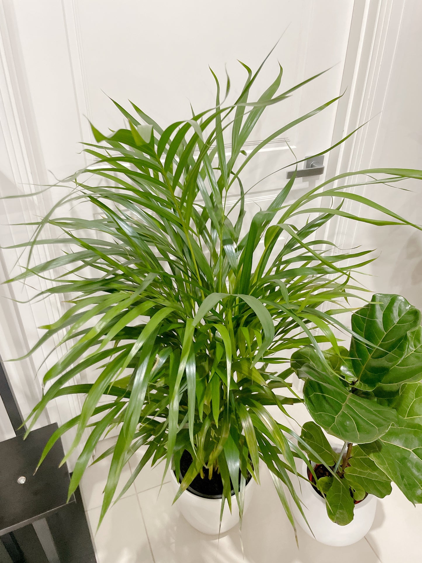 bundle🪴golden cane palm ficus fiddle leaf dwarf bambino flowering peace lily with ceramic pots