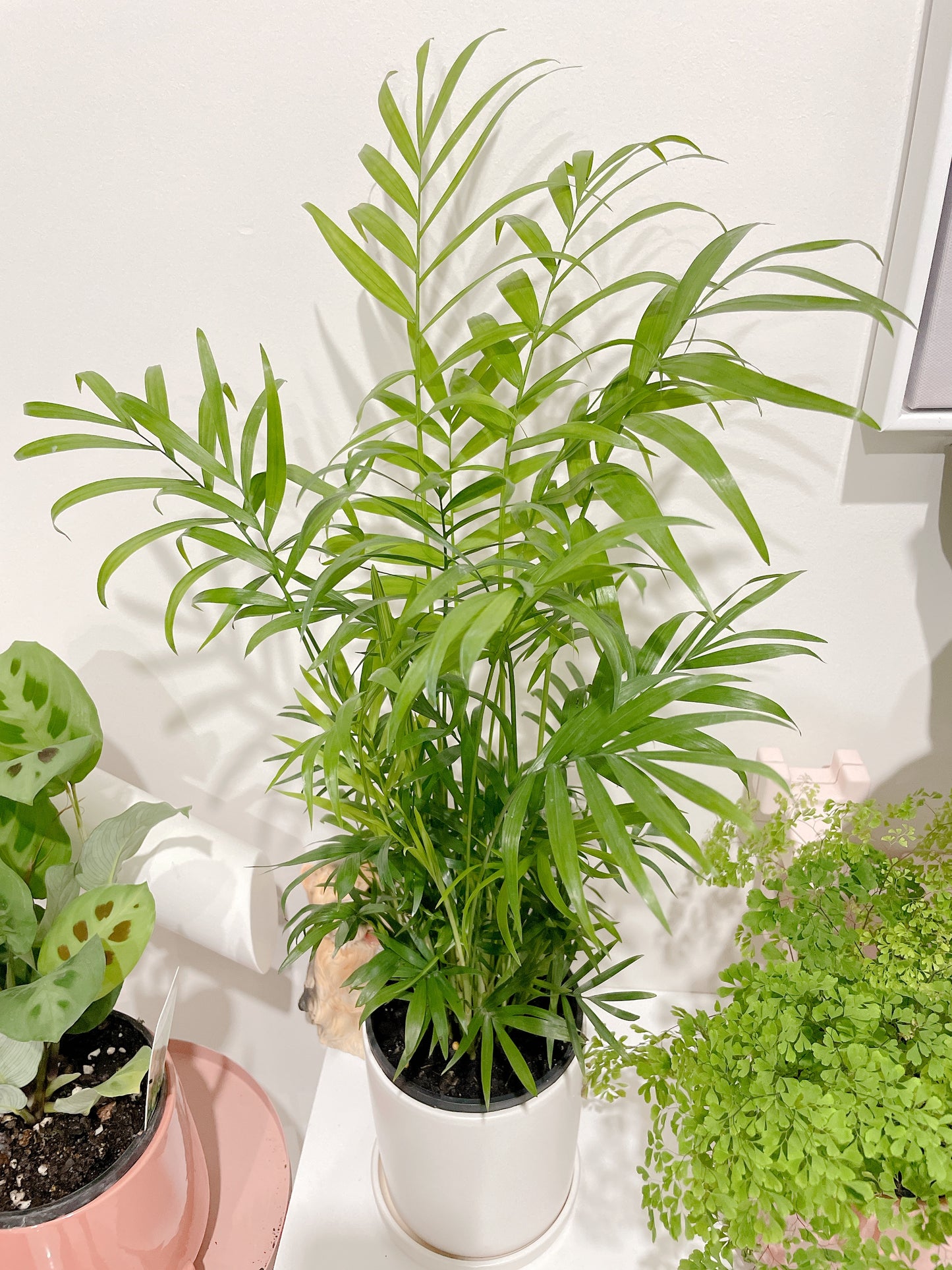 Parlour palm easy care indoor plant with 12cm white ceramic pot and saucer delivery available