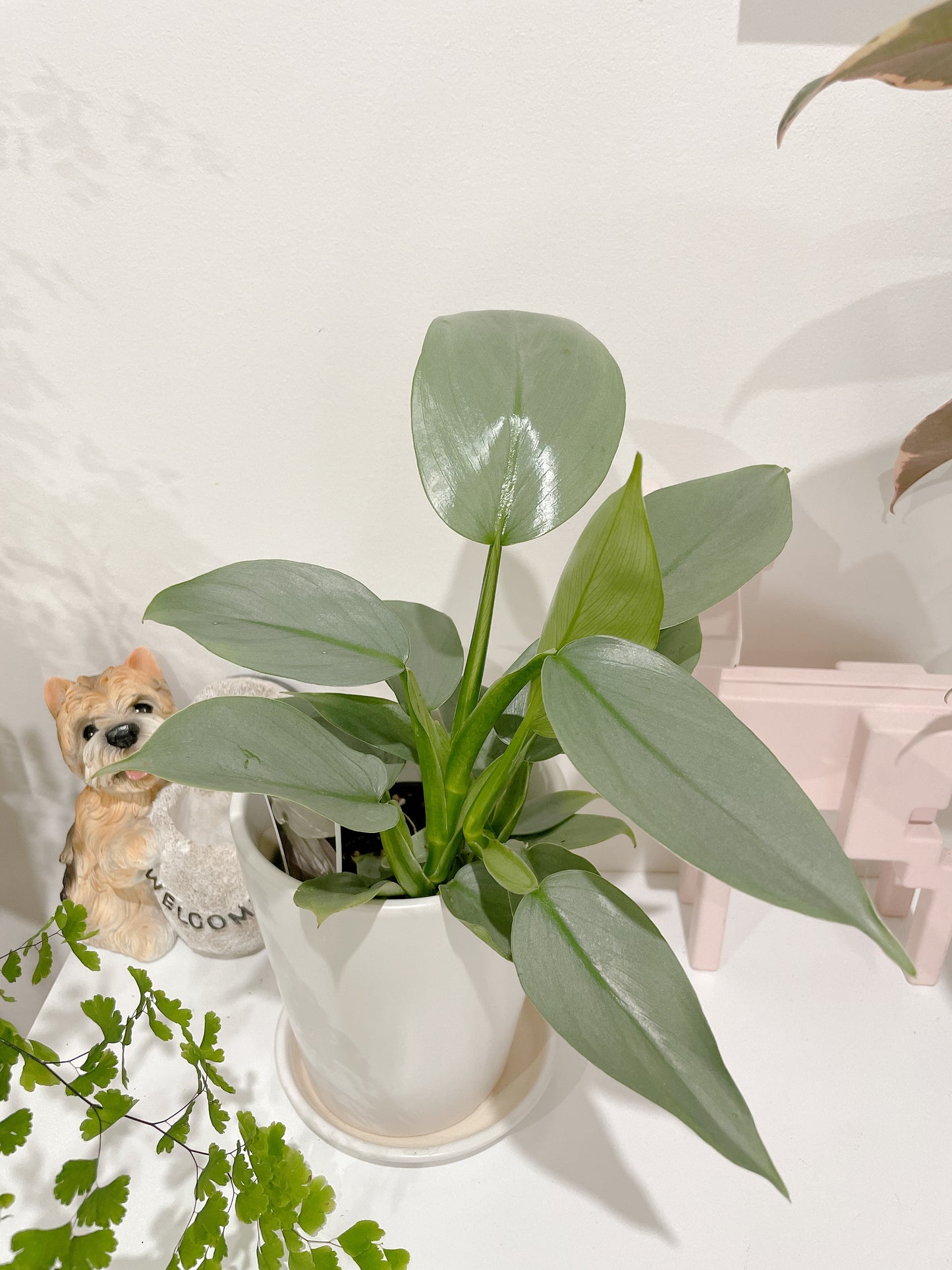 Philodendron silver sword indoor plant with 12cm white ceramic pot and saucer delivery available