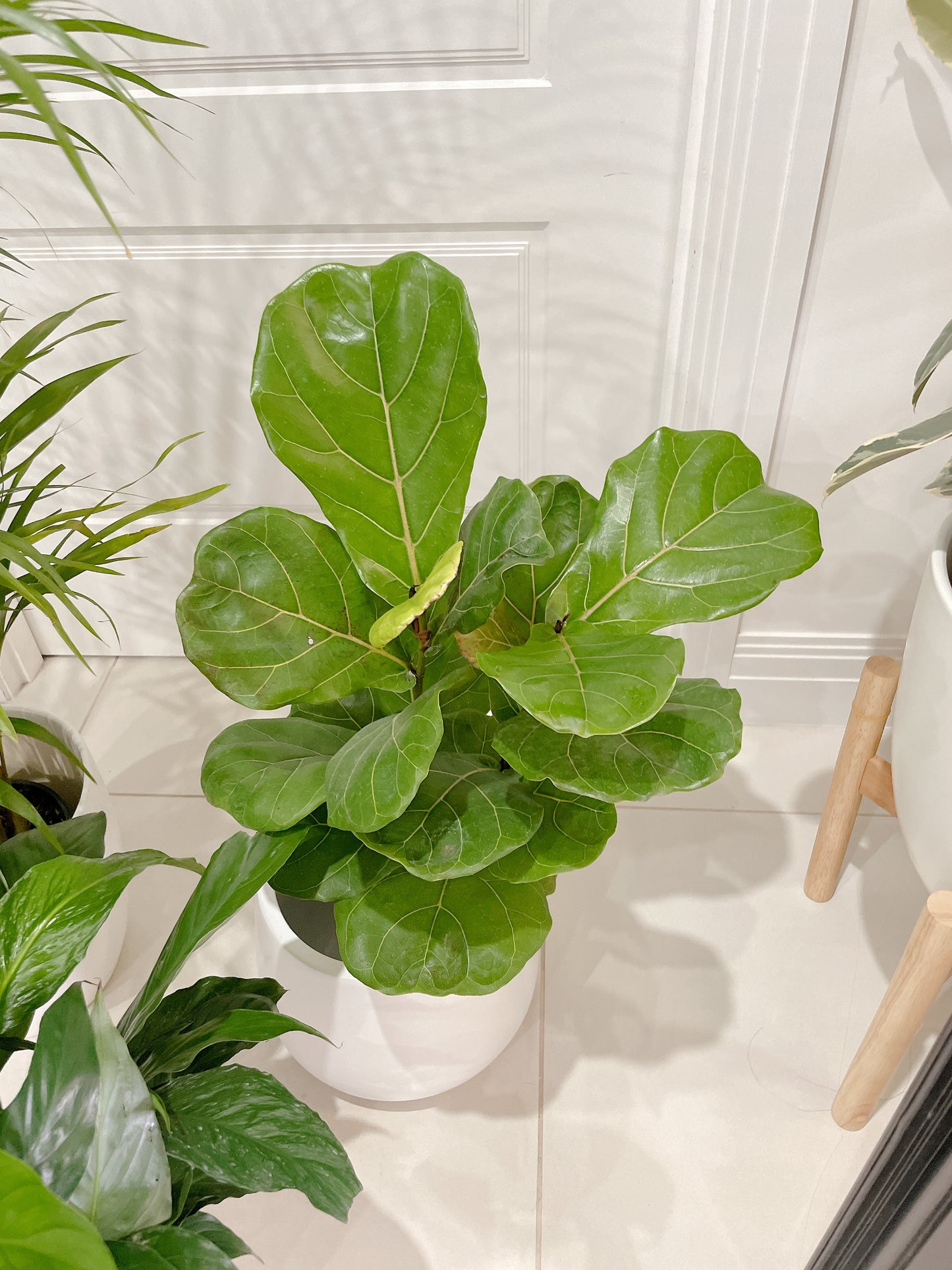 bundle🪴golden cane palm ficus fiddle leaf dwarf bambino flowering peace lily with ceramic pots