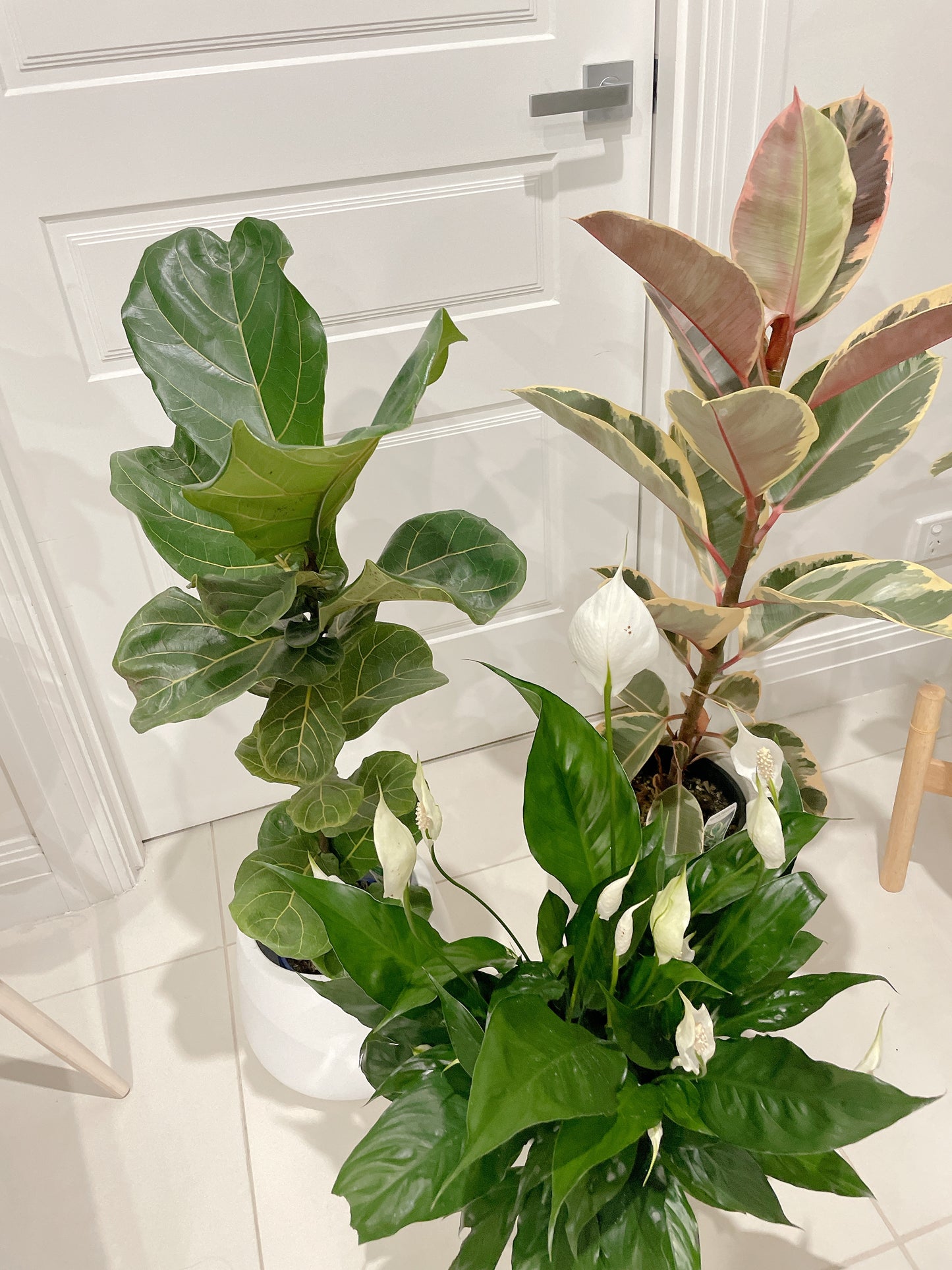 Bundle indoor plants ficus tineker varigated dwarf fiddle leaf bambino flowering peace lily with pot