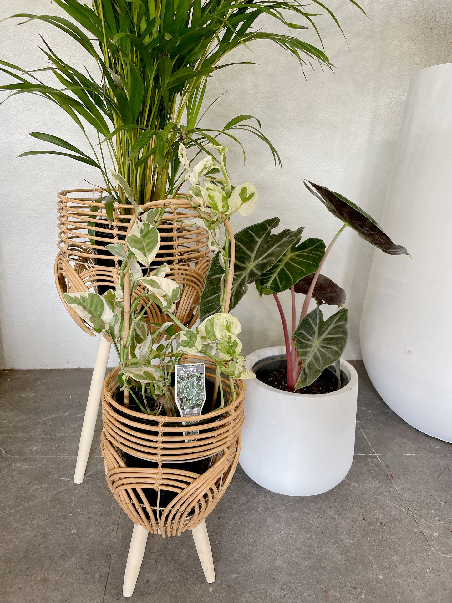 Bundle🪴bushy golden cane palm+alocasia pink dragon+epipremnum snow queen variegated climbing plants