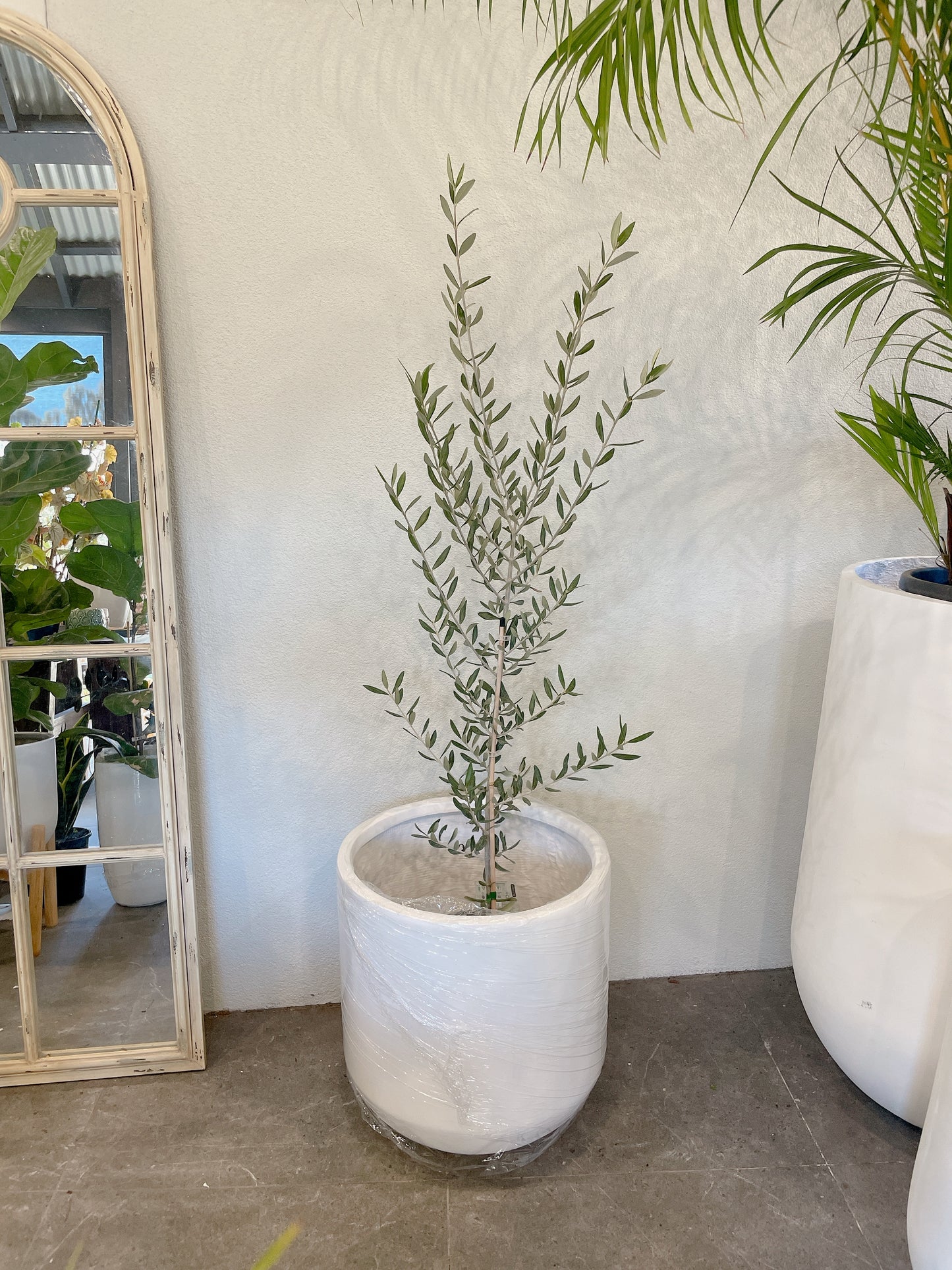 1.5-1.6m tall olive tree non fruiting swan hill+450 mm white heavy fibreclay pot delivery available