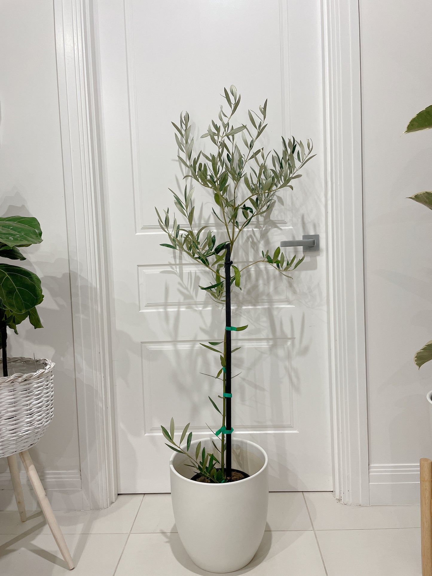 1.5m tall green mission olive tree real plant with 30cm white ceramic pot