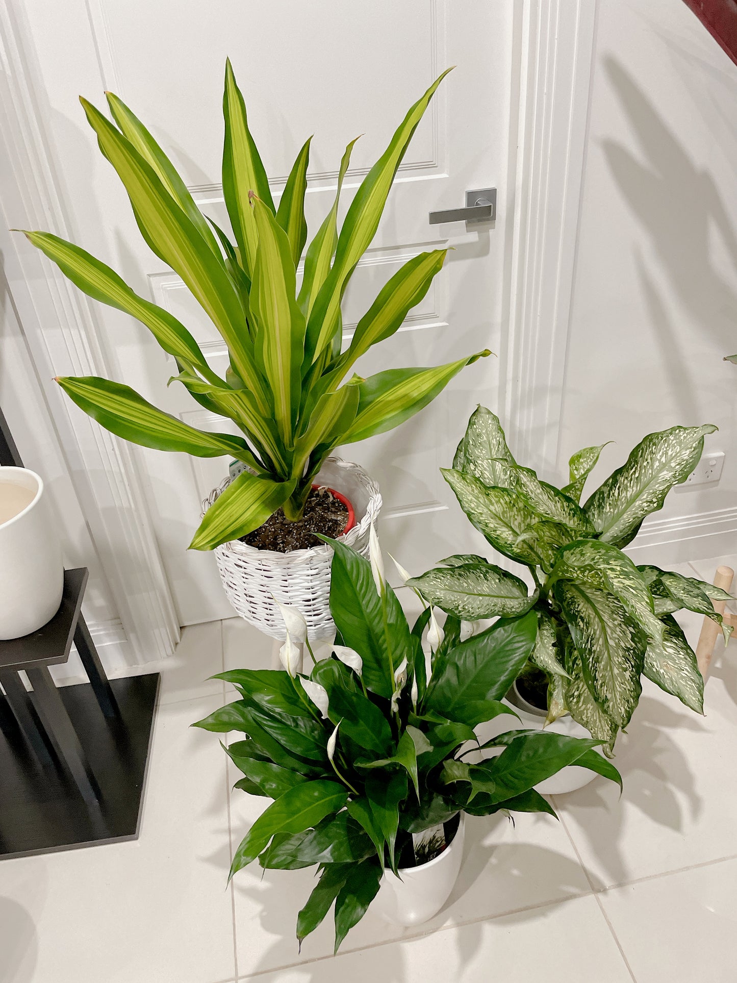Bundle indoor 🪴 dracaena happy plant dieffenbachia snow storm flowering peace lily +planter pots