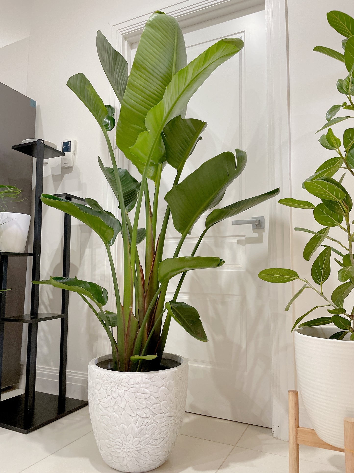 1.85m+ Giant birds of paradise (Strelitzia nicolai)double planted with decorative flower pattern pot