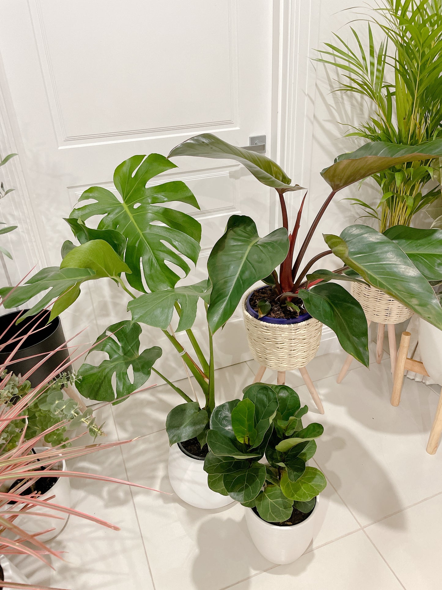 Bundle🪴philodendron rojo congo+monstera+ficus bambino fiddle leaf lyrata ceramic pot rattan planter