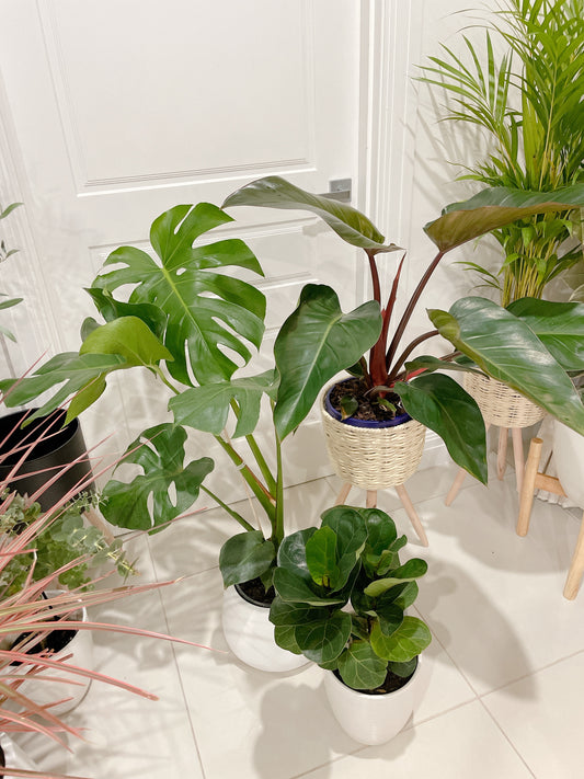 Bundle🪴philodendron rojo congo+monstera+ficus bambino fiddle leaf lyrata ceramic pot rattan planter