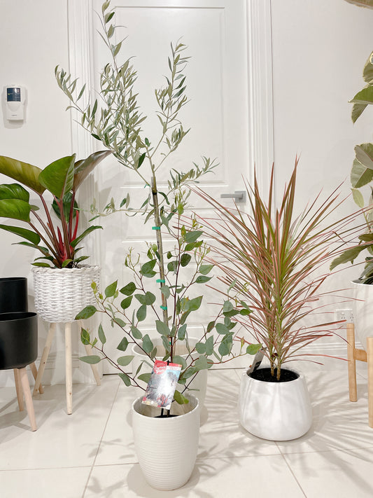 1.5m tall real olive arbequina tree +dracaena pink marginata +eucalyptus+pots