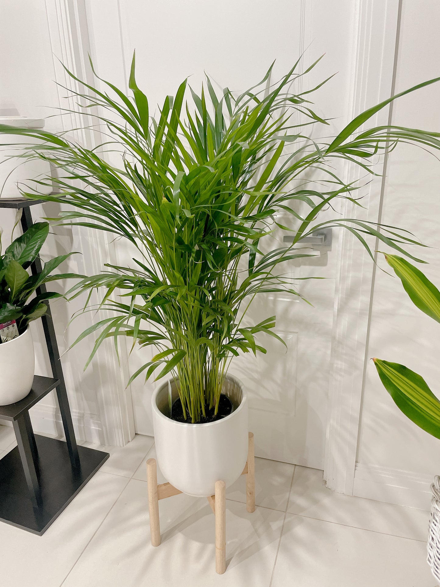 1.4m tall huge golden cane palm with 30cm white ceramic pot wooden tripod legs