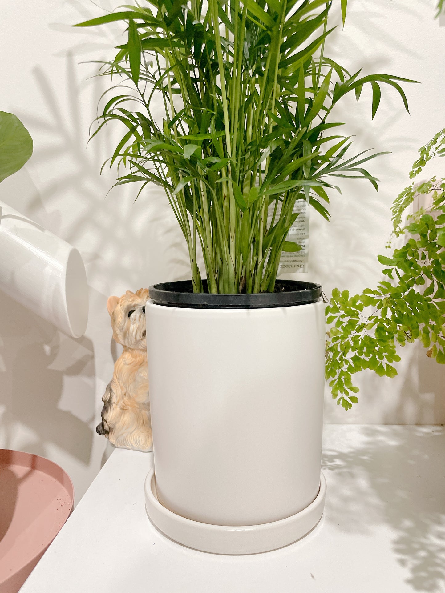 Parlour palm easy care indoor plant with 12cm white ceramic pot and saucer delivery available