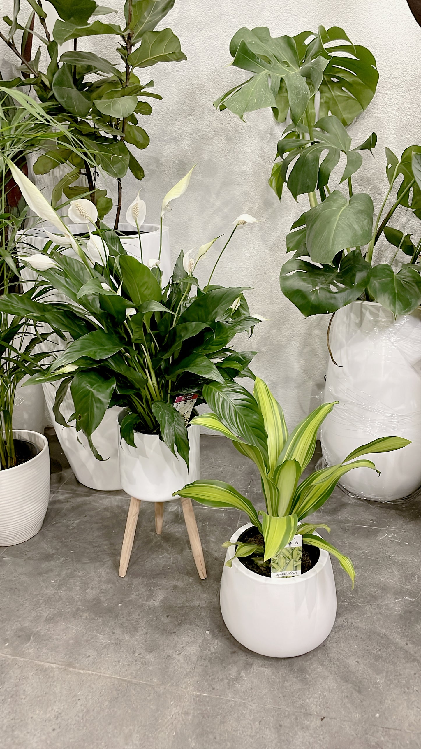 Bundle🪴bushy flowering peace lily+happy plant dracaena indoor plant with pot planter delivery available