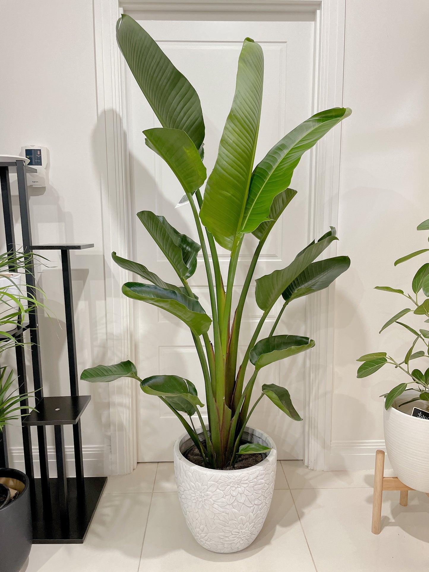 1.85m+ Giant birds of paradise (Strelitzia nicolai)double planted with decorative flower pattern pot