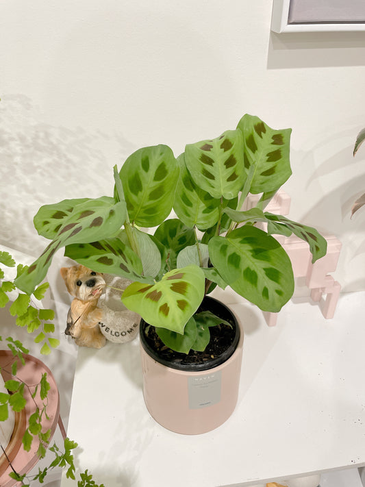 Calathea MARANTA LEUCONEURA ‘KERCHOVEANA’ prayer plant with pink decorative pot