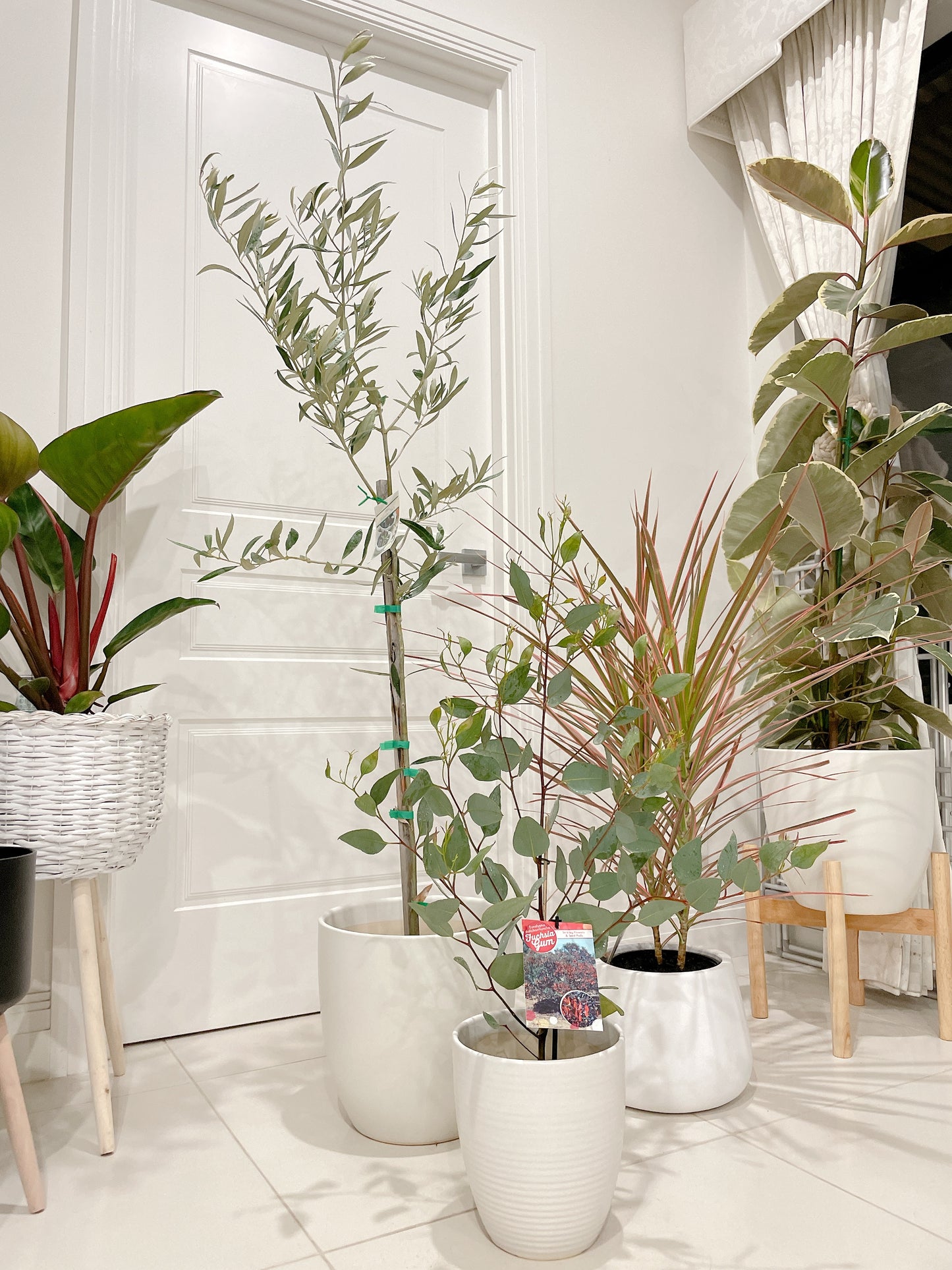 1.5m tall real olive arbequina tree +dracaena pink marginata +eucalyptus+pots